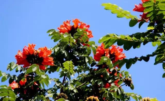 海南小巷美食探秘，独特风味宝藏大揭秘